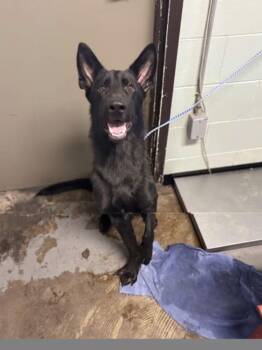 Bishop -  Shepherd Dog for Adoption in Red Bluff, California - Bishop | PetCurious