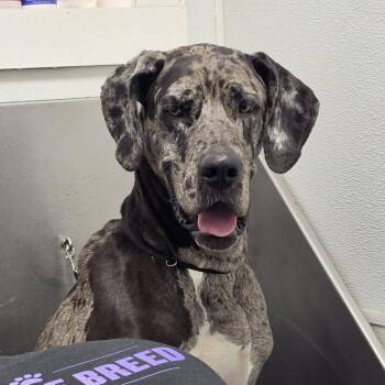 Great Dane Dogs Available for Adoption in Grafton, Ohio - Meryl | PetCurious