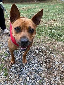 Terrier Dogs Available for Adoption in Mineral, Virginia - Muffin | PetCurious