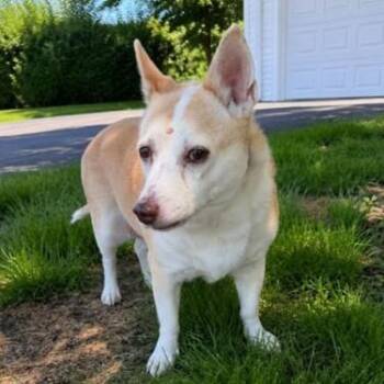Gigi -  Mixed Breed Dog for Adoption in Rensselaer, New York - Gigi | PetCurious