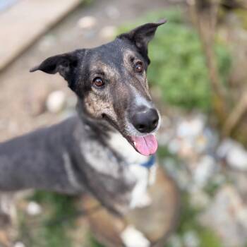 Shepherd Dogs Available for Adoption in Bellingham, Washington - Luvie | PetCurious