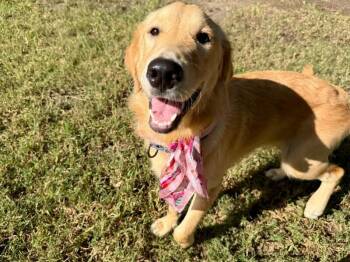 Cinnamon Roll Golden Grace -  Golden Retriever and Labrador Retriever Dog for Adoption in Friendswood, Texas - Cinnamon Roll Golden Grace | PetCurious
