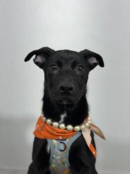 Guinevere-One of our Amazing Rescue Dogs -  Whippet and Mixed Breed Dog for Adoption in Carlsbad, California - Guinevere-One Of Our Amazing Rescue Dogs | PetCurious