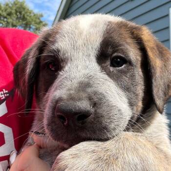 Bark Twain -  Hound Dog for Adoption in Greenfield, Indiana - Bark Twain | PetCurious
