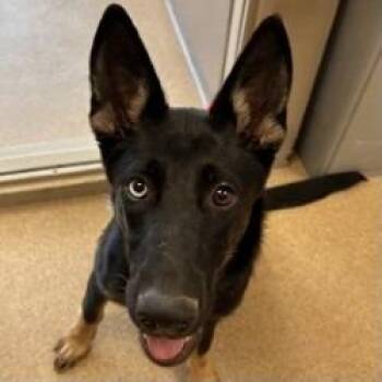 German Shepherd Dog Dogs Available for Adoption in Brenham, Texas - Jinx | PetCurious