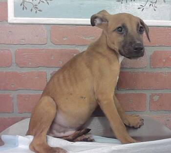 A2096943 -  Staffordshire Bull Terrier and Mixed Breed Dog for Adoption in Houston, Texas - A2096943 | PetCurious