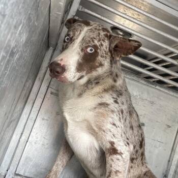 Shepherd Dogs Available for Adoption in Edinburg, Texas - Dwight | PetCurious