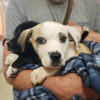 Roast Beef -  Mixed Breed Dog for Adoption in Austin, Texas - Roast Beef | PetCurious