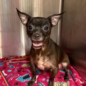 Turmeric -  Chihuahua and Mixed Breed Dog for Adoption in Denison, Texas - Turmeric | PetCurious