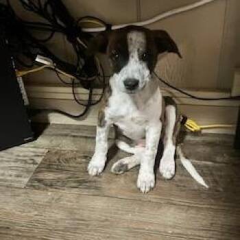 NATASHA 206-26 -  Australian Cattle Dog Blue Heeler Dog for Adoption in Cambridge, Ohio - NATASHA 206-26 | PetCurious