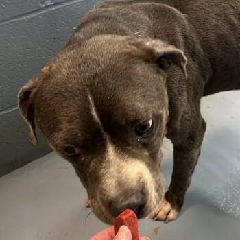 Rocky -  Mixed Breed Dog for Adoption in Gadsden, Alabama - Rocky | PetCurious