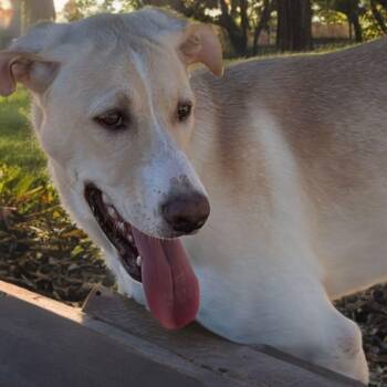 Anna -  Shepherd and Labrador Retriever Dog for Adoption in Kingman, Arizona - Anna | PetCurious