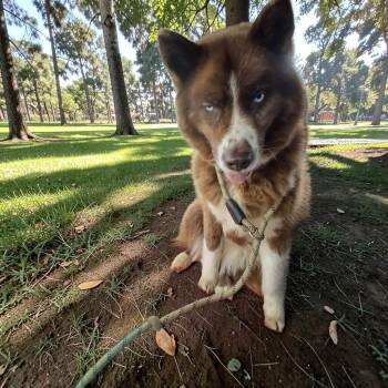 Tundra -  Husky Dog for Adoption in Lexington, Kentucky - Tundra | PetCurious