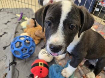 Rescue Chihuahua and Terrier Dogs for Adoption in Oracle, Arizona - Flint | PetCurious