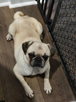 Pug Dogs Available for Adoption - Sweet Pea 4467 | PetCurious
