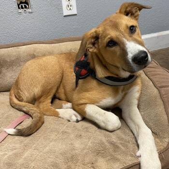 Rescue Labrador Retriever Dogs for Adoption in Wadena, Minnesota - Fido | PetCurious