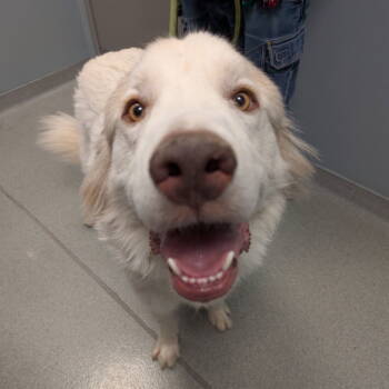 Rescue Great Pyrenees Dogs for Adoption in New Castle, Delaware - Bradley | PetCurious