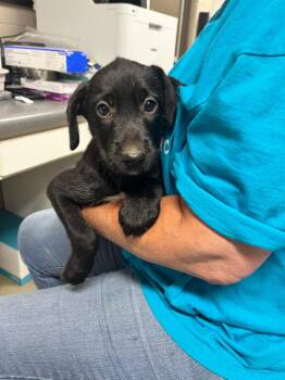 Willow -  Labrador Retriever and Terrier Dog for Adoption in Hopkinsville, Kentucky - Willow | PetCurious