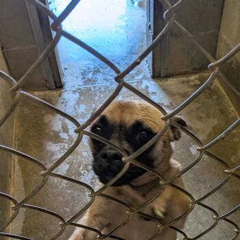 Cece -  Pug and Chihuahua Dog for Adoption in Hermiston, Oregon - Cece | PetCurious
