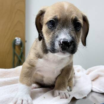 Rocky -  French Bulldog and Dachshund Dog for Adoption in Tyler, Texas - Rocky | PetCurious
