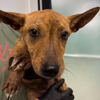 Coyote -  Mixed Breed Dog for Adoption in Abilene, Texas - Coyote | PetCurious