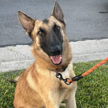 Rescue Belgian Shepherd Malinois Dogs for Adoption in Harlingen, Texas - Urgent Foster Needed For Steven | PetCurious