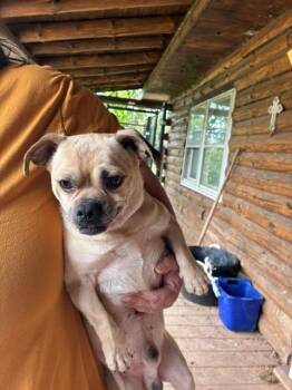 Pug Dogs Available for Adoption in Augusta, West Virginia - Luke | PetCurious