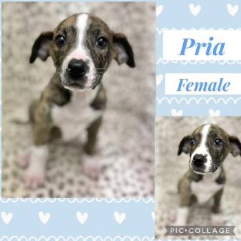Hound Dogs Available for Adoption - Pria | PetCurious