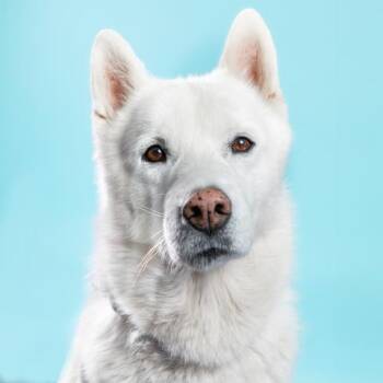 Rescue German Shepherd Dog Dogs for Adoption in Camarillo, California - OTTO | PetCurious