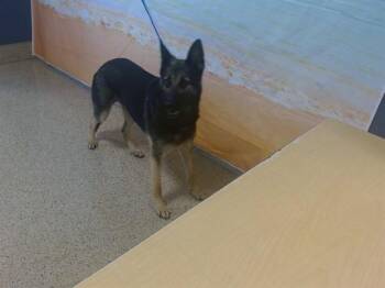 ASHLEY -  German Shepherd Dog Dog for Adoption in Doral, Florida - ASHLEY | PetCurious