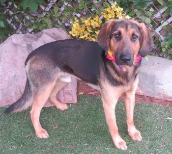 MAX -  Black And Tan Coonhound and Mixed Breed Dog for Adoption in Oklahoma City, Oklahoma - MAX | PetCurious