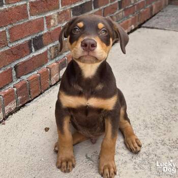 Brian -  Doberman Pinscher and Shepherd Dog for Adoption in Washington, District Of Columbia - Brian | PetCurious