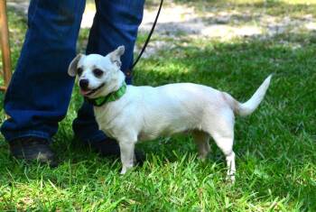 June -  Chihuahua Dog for Adoption in Willingboro, New Jersey - June | PetCurious