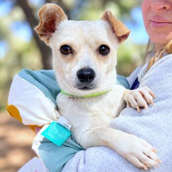 Cormick -  Chihuahua and Mixed Breed Dog for Adoption in Boerne, Texas - Cormick | PetCurious