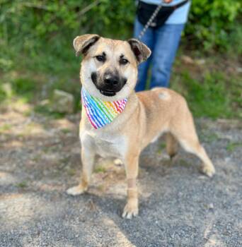 German Shepherd Dog and Mixed Breed Dogs Available for Adoption in Ellijay, Georgia - Polo | PetCurious