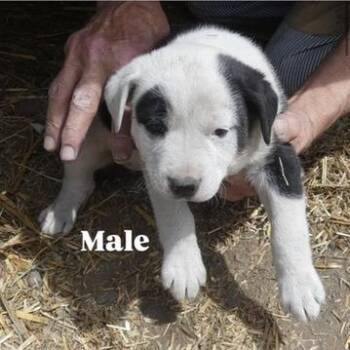 Shepherd and Mixed Breed Dogs Available for Adoption in Tacoma, Washington - Peet | PetCurious