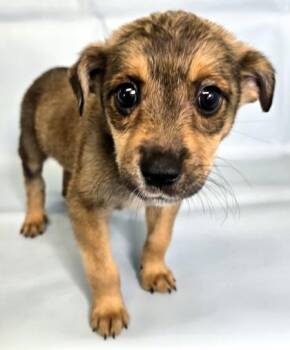 Kaia -  Beagle and Shepherd Dog for Adoption in Morton Grove, Illinois - Kaia | PetCurious