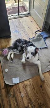 Trillium -  Border Collie Dog for Adoption in Troy, Virginia - Trillium | PetCurious