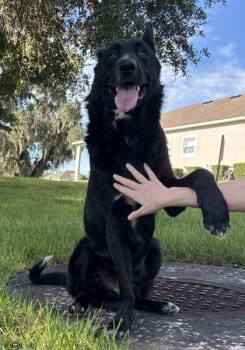 Matrix -  German Shepherd Dog Dog for Adoption in Gainesville, Florida - Matrix | PetCurious