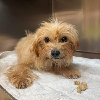 Miso -  Shih Tzu and Mixed Breed Dog for Adoption in Madison, Wisconsin - Miso | PetCurious