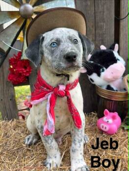 Jeb -  Pointer and Labrador Retriever Dog for Adoption in West Palm Beach, Florida - Jeb | PetCurious