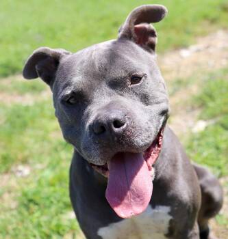 Rescue American Bulldog and Mixed Breed Dogs for Adoption in Kansas City, Kansas - Owen (AO34224) | PetCurious