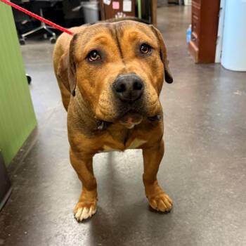 Basset Hound and Pit Bull Terrier Dogs Available for Adoption in Norman, Oklahoma - Chicken McNugget | PetCurious