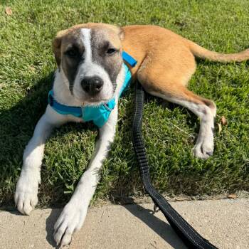 Marley -  Hound and Labrador Retriever Dog for Adoption in Chatham, New Jersey - Marley | PetCurious