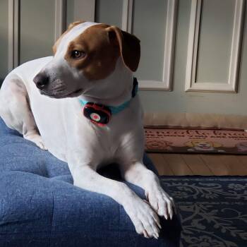 Hound Dogs Available for Adoption - Chuck | PetCurious