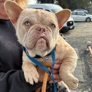 French Bulldog Dogs Available for Adoption - Paris | PetCurious