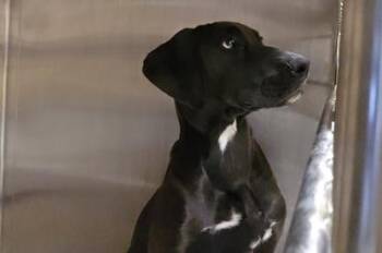 MODENA -  Labrador Retriever and Pointer Dog for Adoption in Tustin, California - MODENA | PetCurious