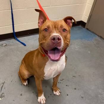 Mixed Breed Dogs Available for Adoption in Memphis, Tennessee - GOLDEN BOY | PetCurious