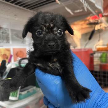 Chex -  Terrier Dog for Adoption in Edinburg, Texas - Chex | PetCurious