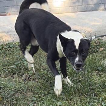 Princeton -  Akita and Pit Bull Terrier Dog for Adoption in East St. Louis, Illinois - Princeton | PetCurious
